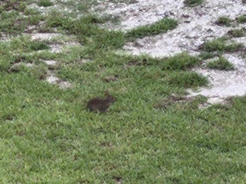 Marsh Rabbit