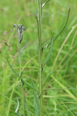 Saussurea amurensis