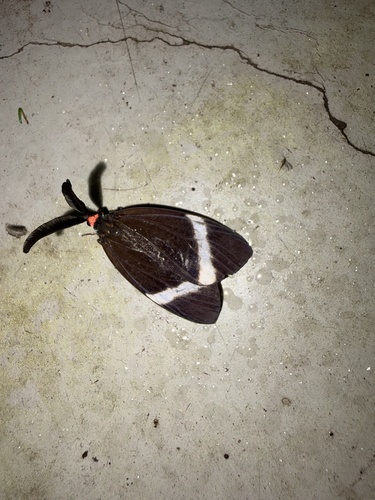 Pidorus atratus