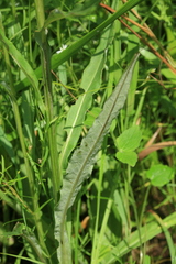 Saussurea amurensis