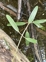 Rhabdadenia biflora, photograph (c) James Hardee, some rights reserved (CC BY)