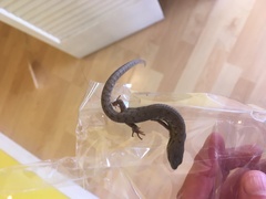 Elgaria multicarinata