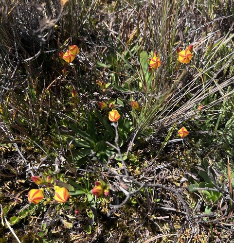 Gentianella hirculus, photograph 1