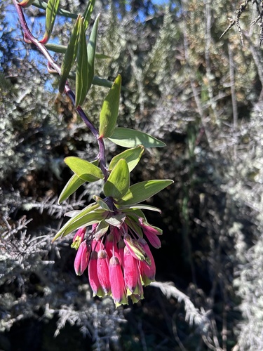 Bomarea glaucescens (Bomarea glaucescens)