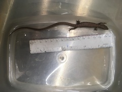 Elgaria multicarinata