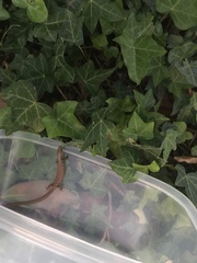 Elgaria multicarinata