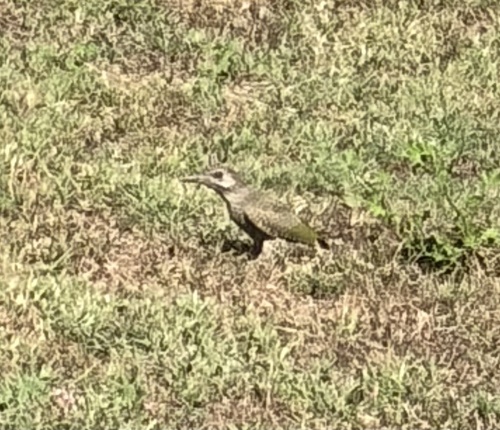 Eurasian Green Woodpecker