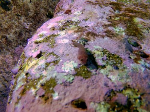 Gobiesocidae