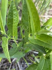 Endodeca serpentaria