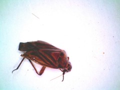 Calocoris barberi