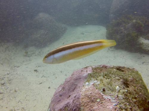 Ophthalmolepis lineolata