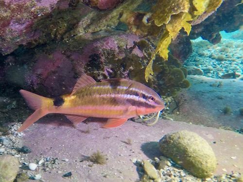 Parupeneus spilurus