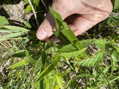 Endodeca serpentaria