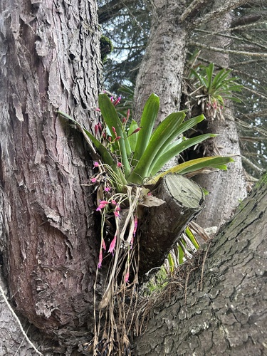 Tillandsia complanata, photograph 5