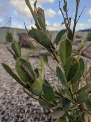 Uresiphita ornithopteralis