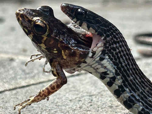 Peters' Keelback