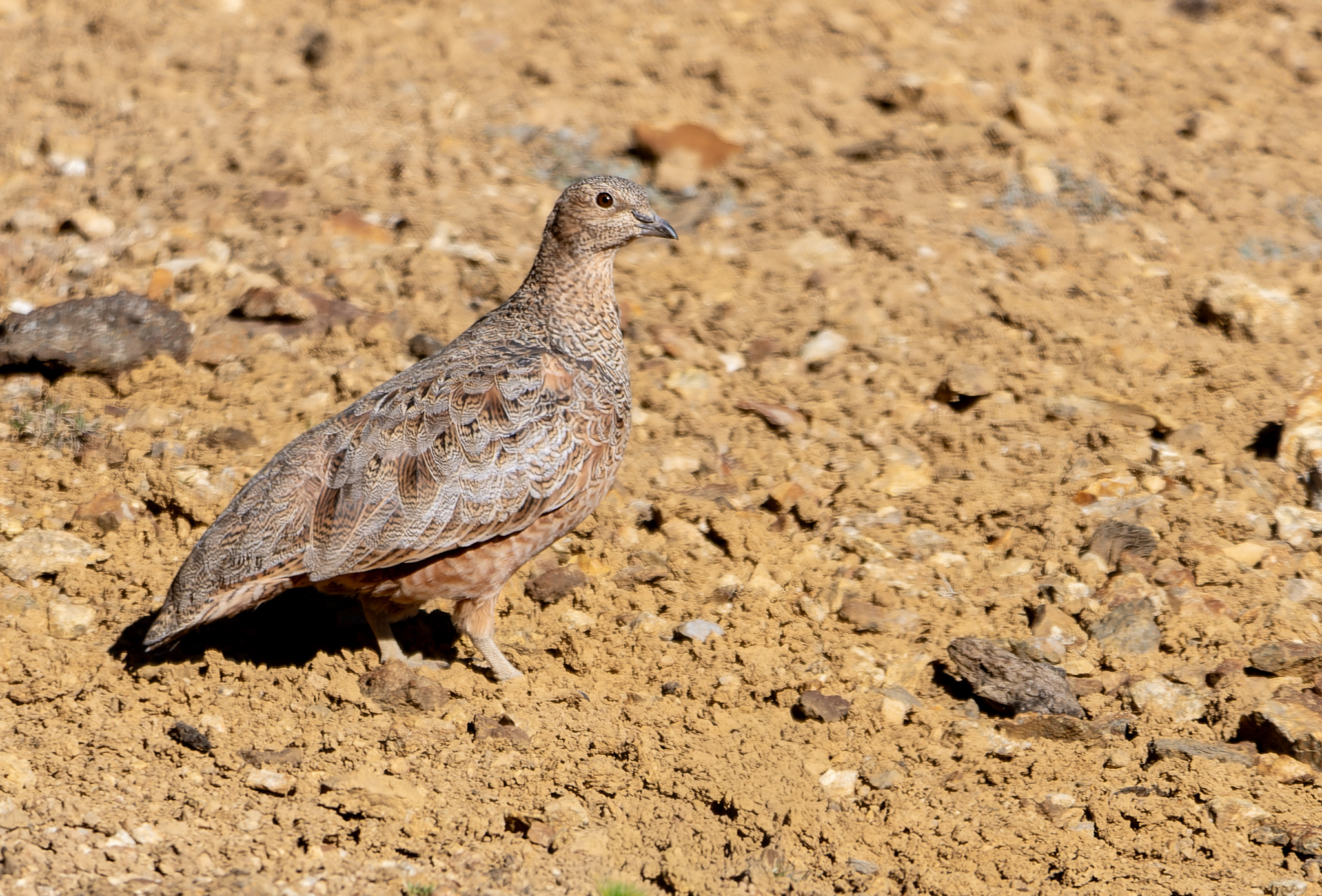 Rufous-bellied Seedsnipe (Attagis gayi), photo 4