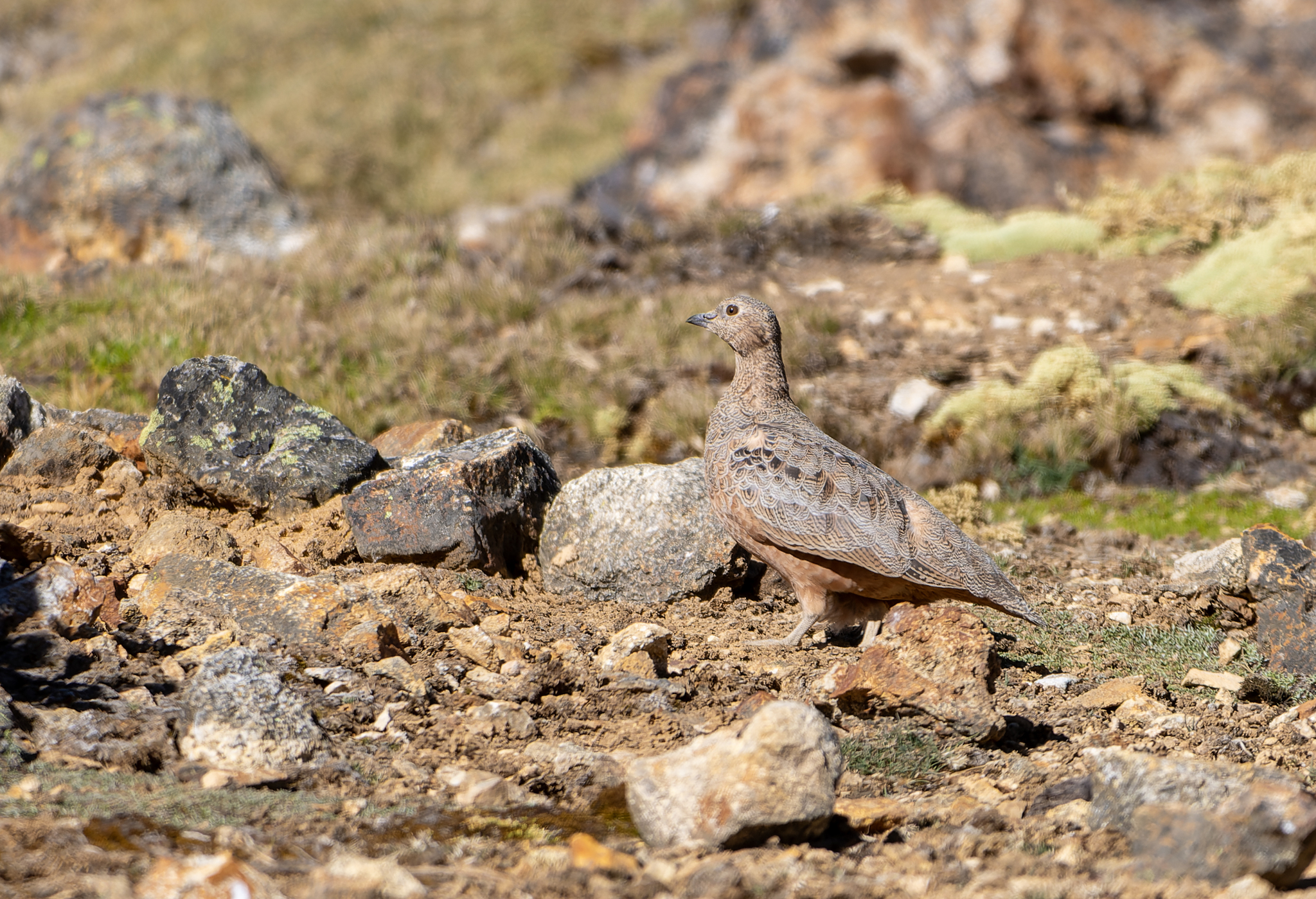 Rufous-bellied Seedsnipe (Attagis gayi), photo 2