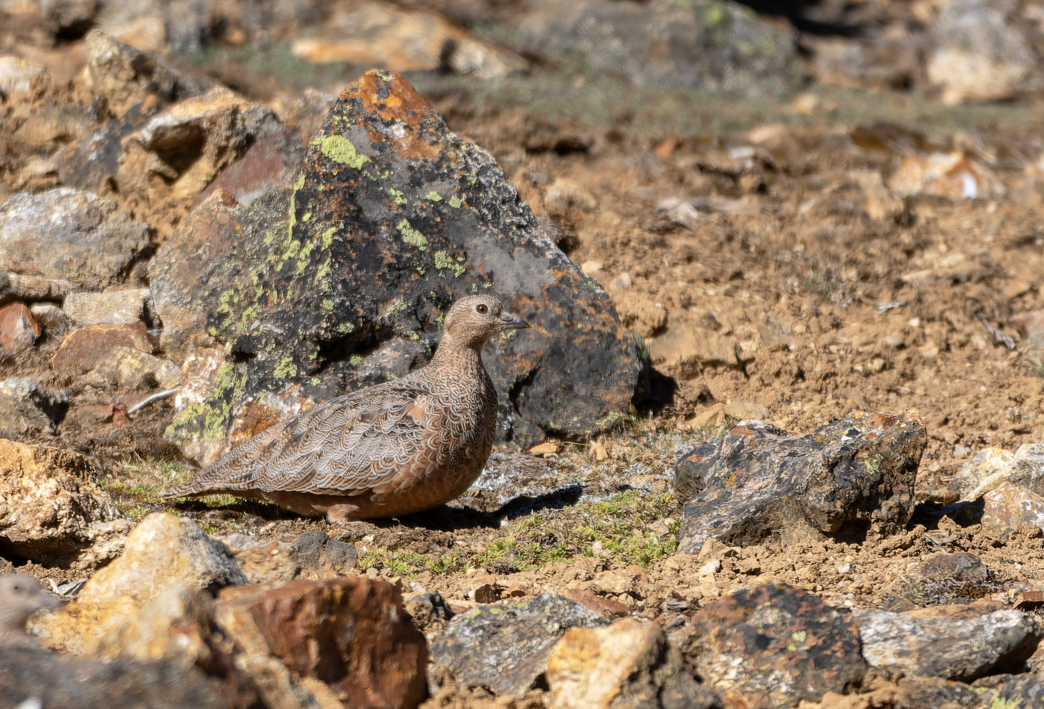 Rufous-bellied Seedsnipe (Attagis gayi), photo 1