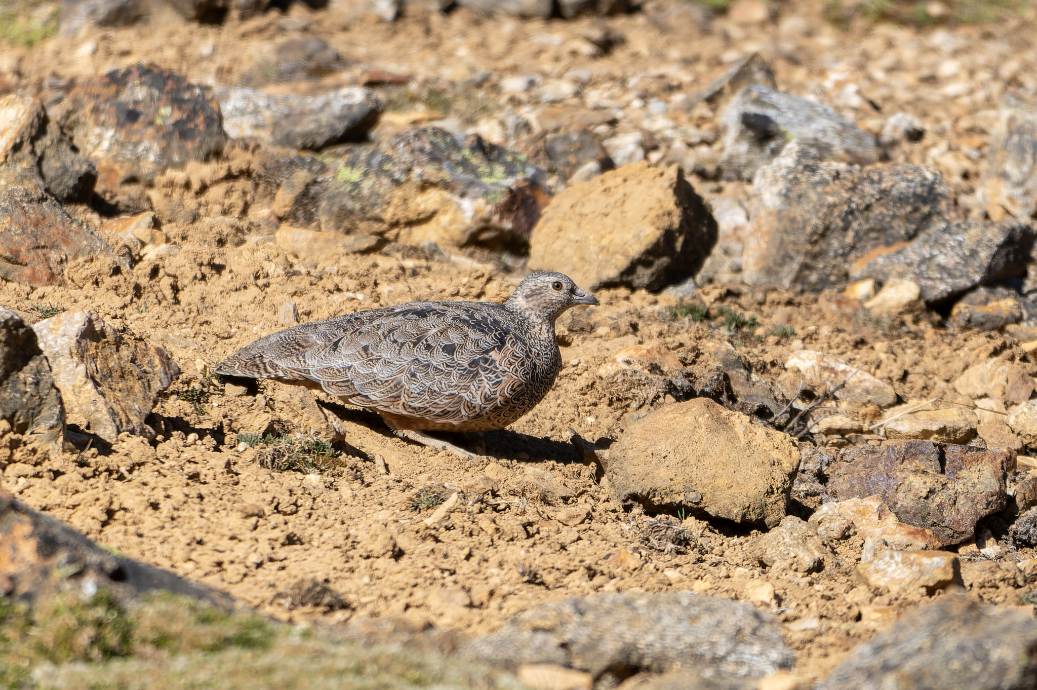Rufous-bellied Seedsnipe (Attagis gayi), photo 3