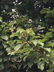 Sterculia lanceolata