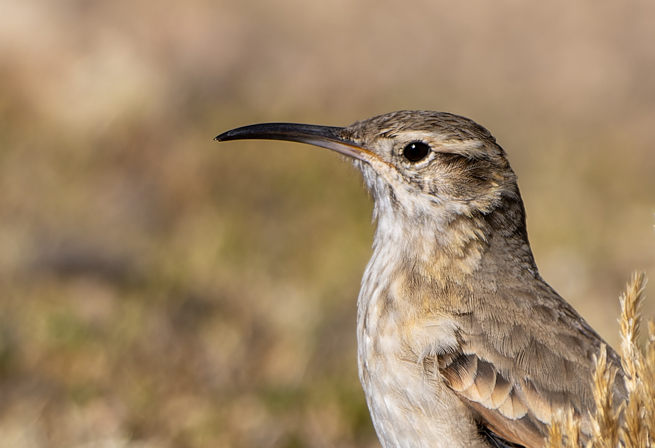 Slender-billed Miner (Geositta tenuirostris), photo 2