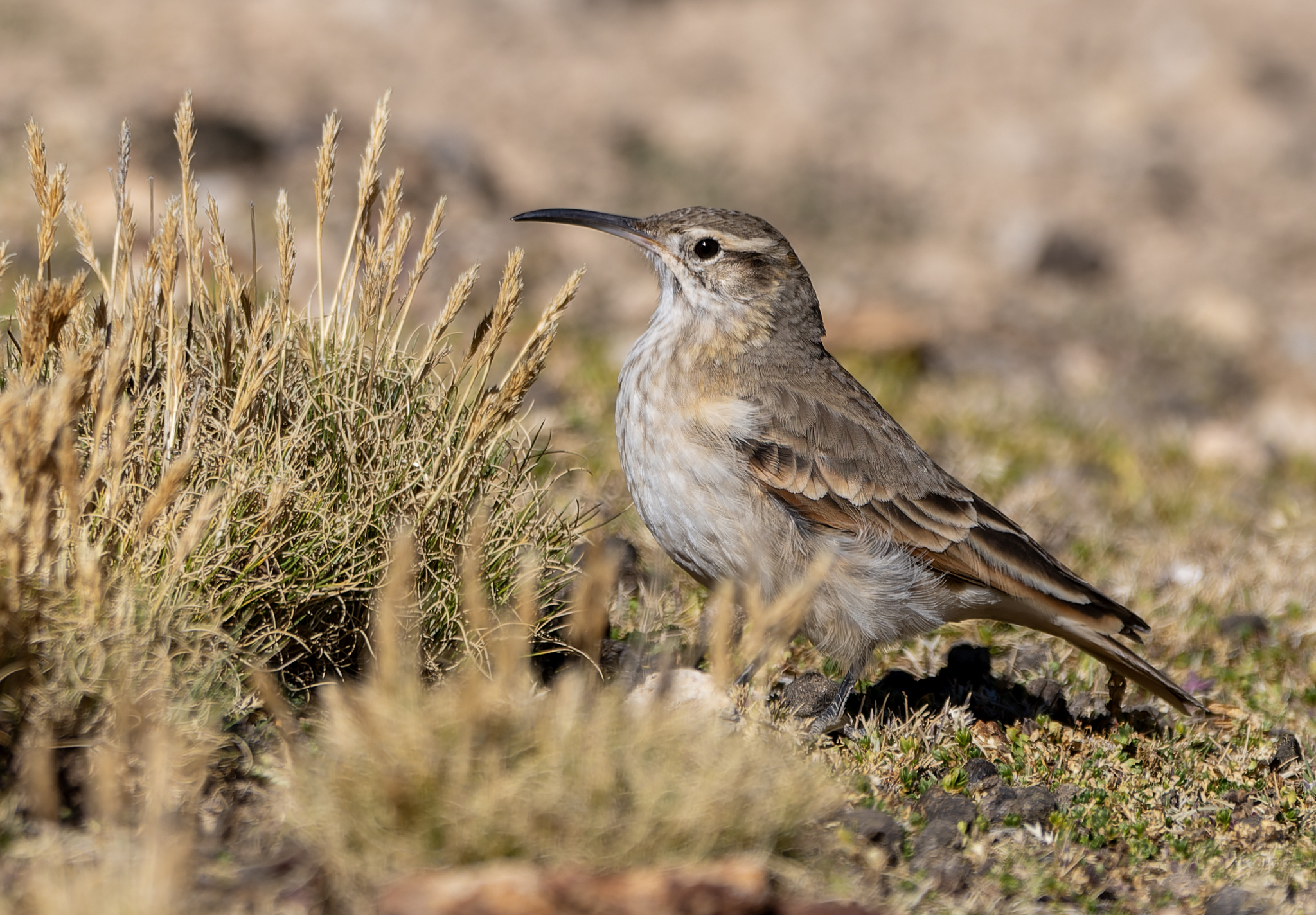 Slender-billed Miner (Geositta tenuirostris), photo 3