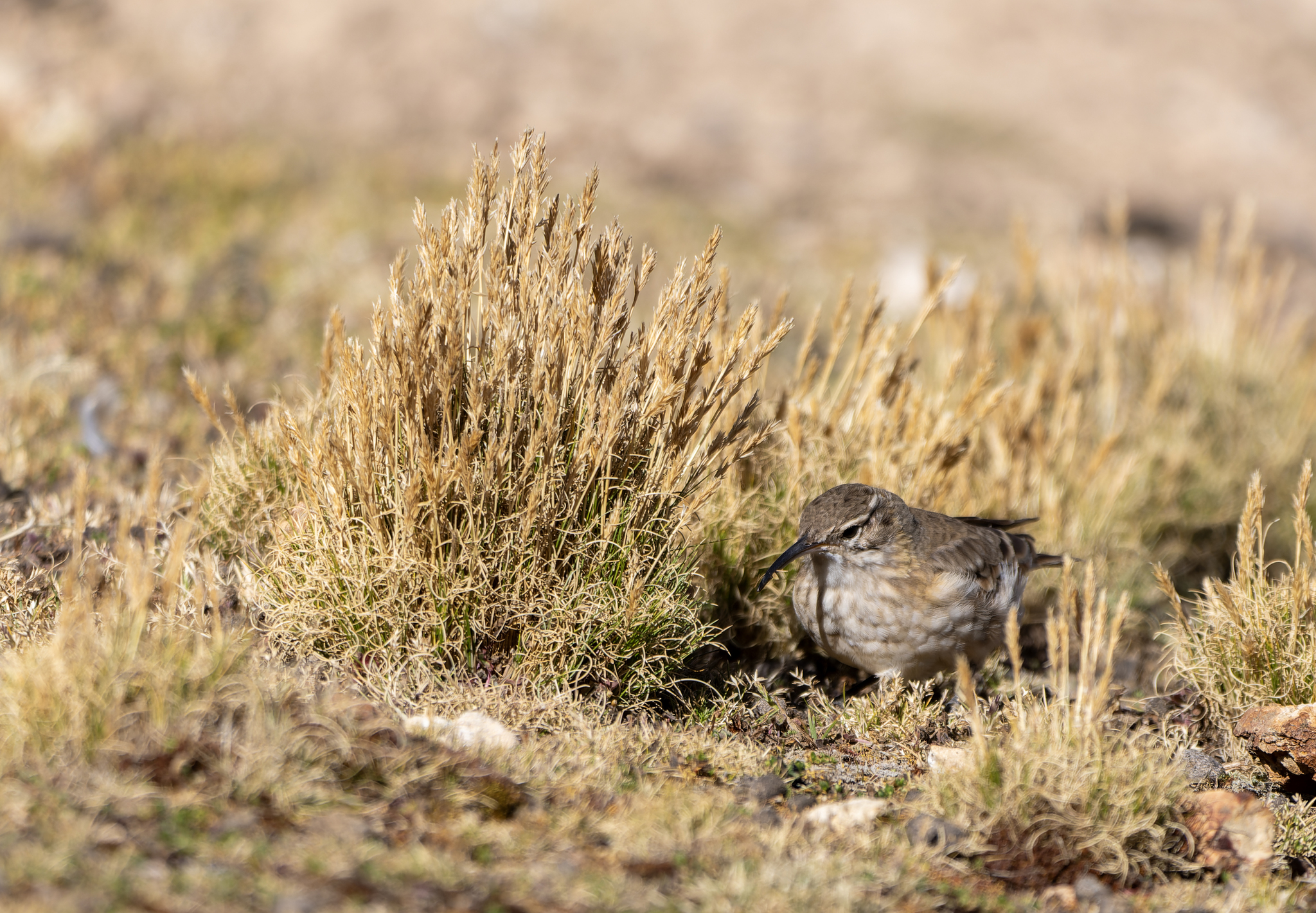 Slender-billed Miner (Geositta tenuirostris), photo 5