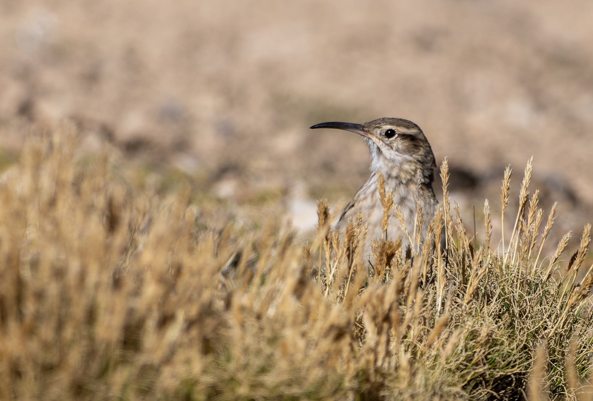 Slender-billed Miner (Geositta tenuirostris), photo 4