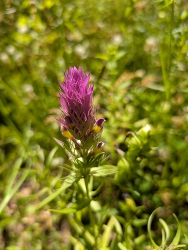 Field Cow-wheat