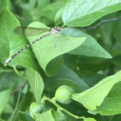 Argia sedula