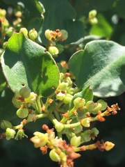 Muehlenbeckia australis