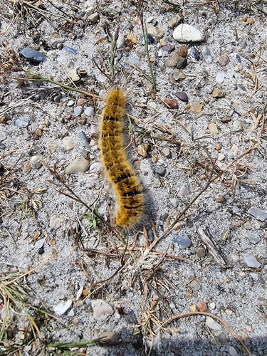 Grass Eggar
