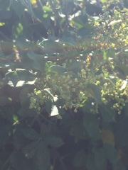 Muehlenbeckia australis