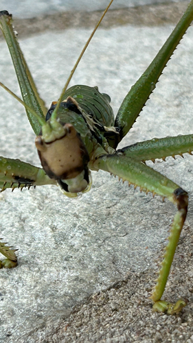 Anatolian Predatory Bush-cricket