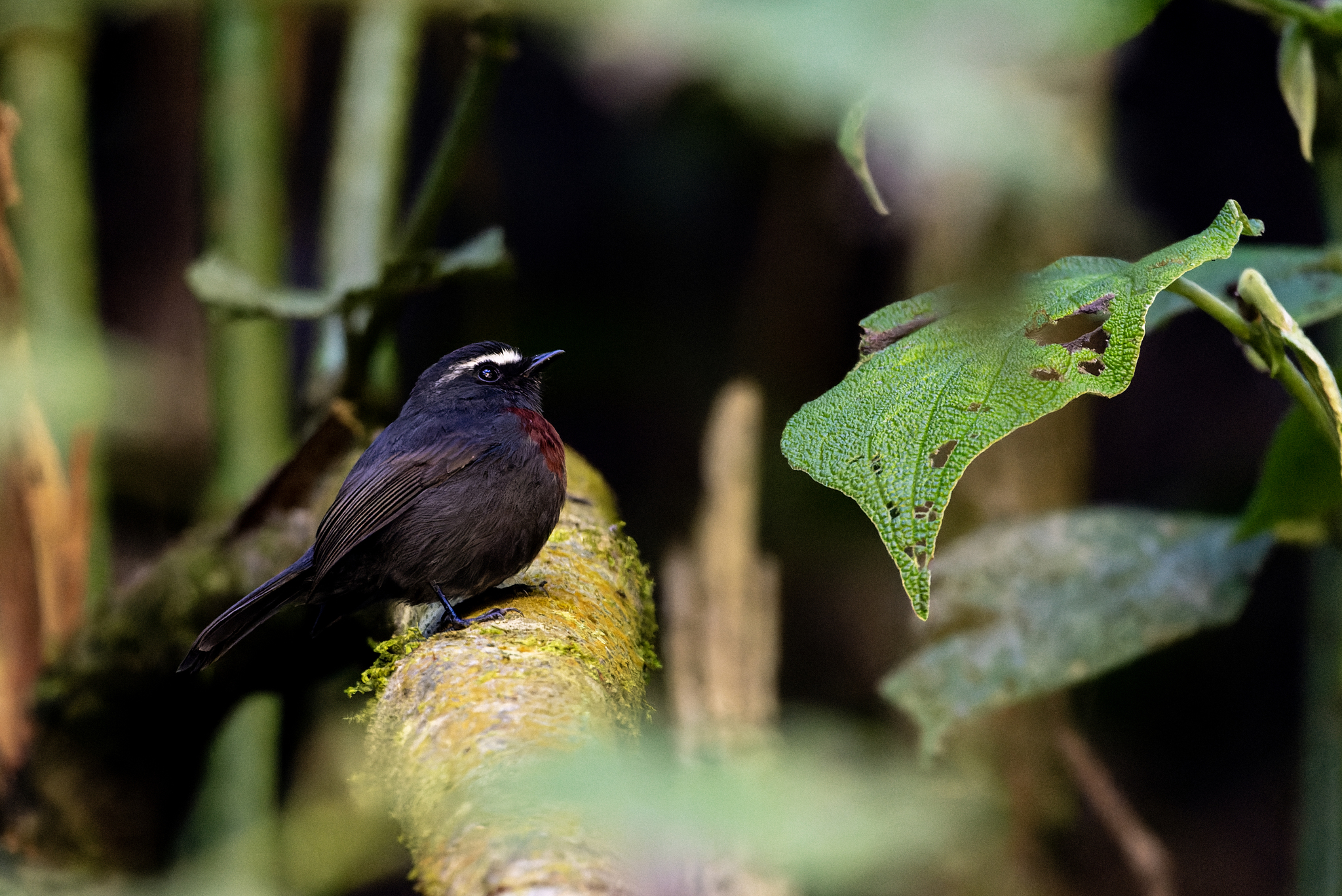 Maroon-belted Chat-Tyrant (Ochthoeca thoracica), photo 1