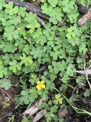 Oxalis exilis
