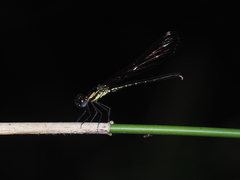 Heliocypha fenestrata