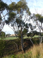 Eucalyptus cladocalyx
