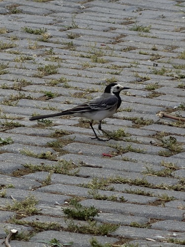 White Wagtail