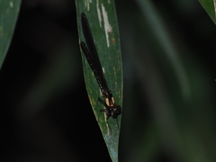 Heliocypha fenestrata