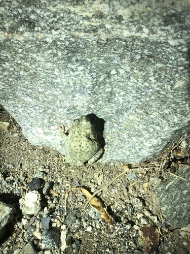 iNaturalist observation photo of Red-spotted Toad