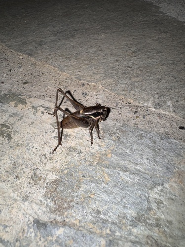 Large Dark bush-cricket