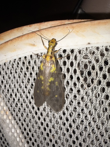 Protohermes grandis