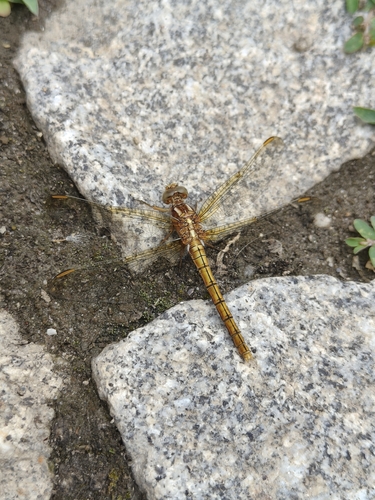 Keeled Skimmer