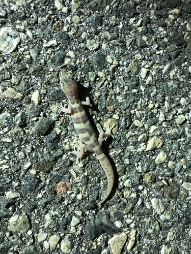 iNaturalist observation photo of Western Banded Gecko