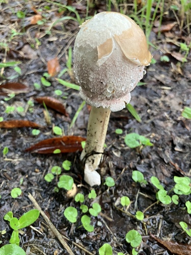 Green-spored Parasol