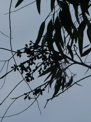 Eucalyptus cladocalyx