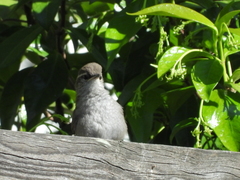 Thryomanes bewickii
