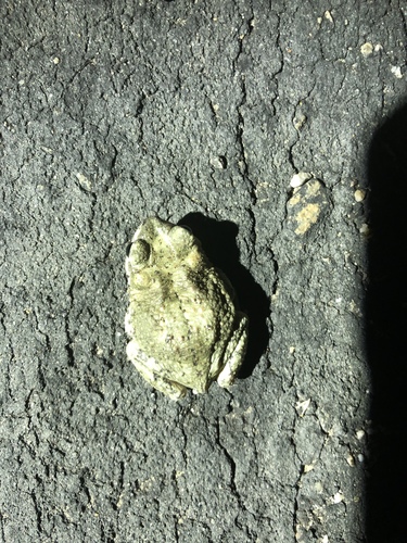 iNaturalist observation photo of Red-spotted Toad